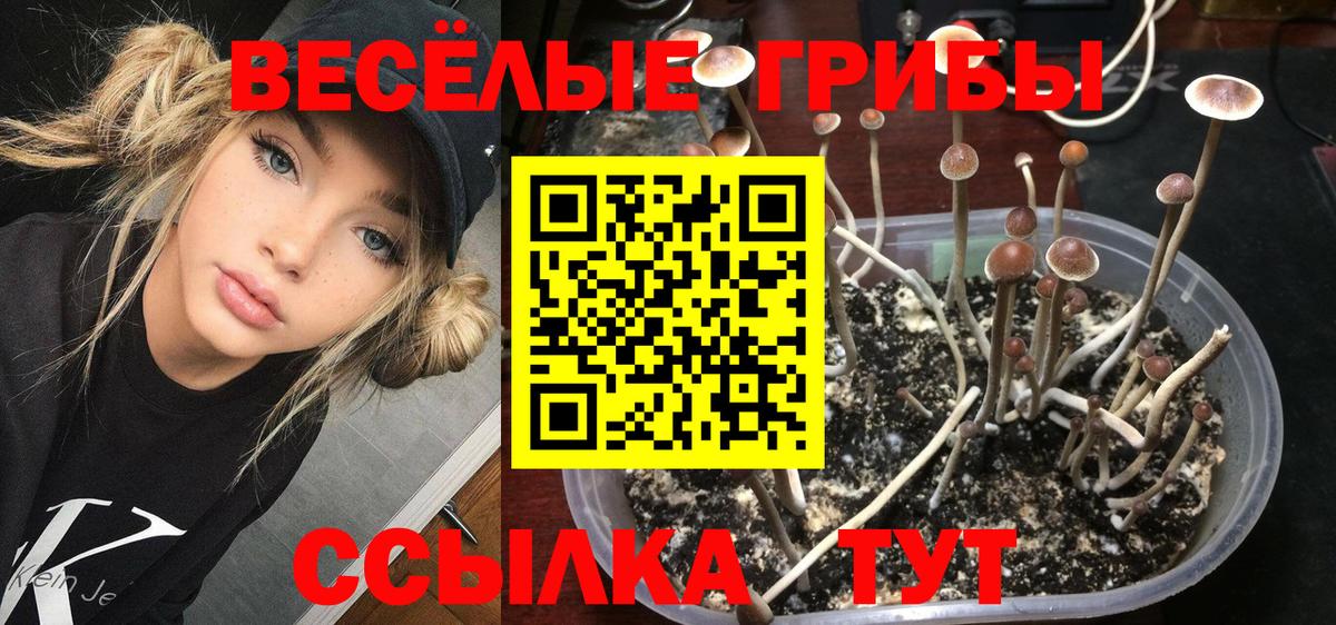 Псилоцибиновые грибы Psilocybine cubensis  Анапа 